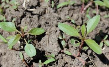 Is It Time To Scout CRP For Palmer Amaranth?